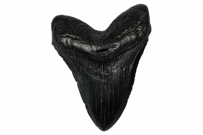 Fossil Megalodon Tooth - South Carolina #345803